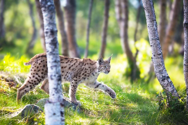 Lynx tajně v lese — Stock fotografie