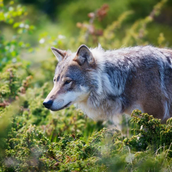 Lobo em um campo verde — Fotografia de Stock