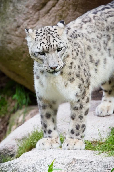 Snow Leopard en la ladera de la montaña — Foto de Stock
