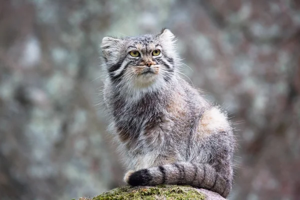 Pallas kedisi — Stok fotoğraf