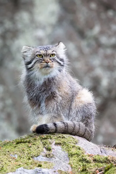 Pallas gato cuidando — Fotografia de Stock