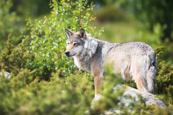 Wolf in der Natur — Stockfoto