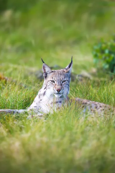 Stolzer Luchs im Gras — Stockfoto