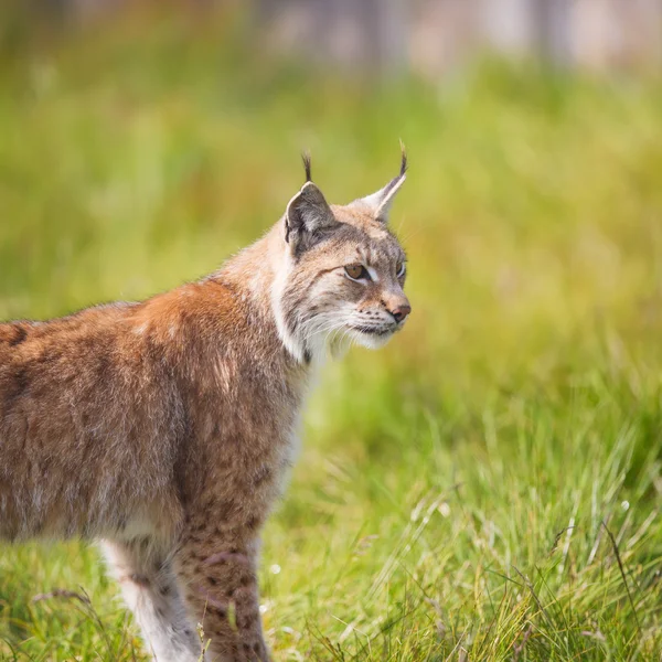 Lince na grama — Fotografia de Stock