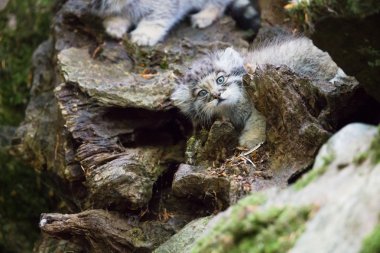 pallas kedisi kitten oynamak