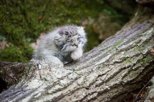 Cute pallas cat kitten playing — Stock Photo, Image