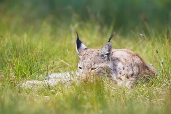 Lynx は、草にかかっています。 — ストック写真