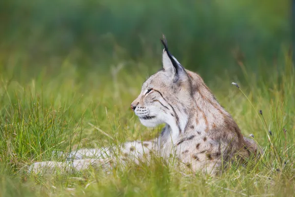 Lynx は、草にかかっています。 — ストック写真