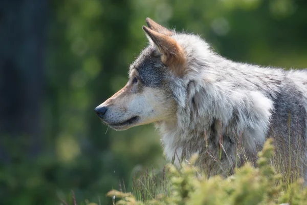Wolf auf Pirsch im Wald — Stockfoto