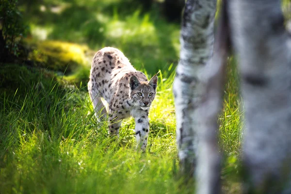Lynx esgueirando-se na floresta — Fotografia de Stock