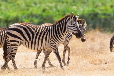 Zebra ngorongoro içinde yürüyüş