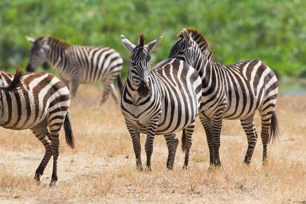 Zebry w Ngorongoro Conservation Area — Zdjęcie stockowe