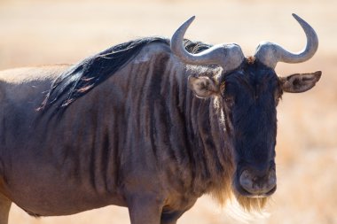Katmanların içinde wildebeest