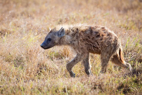 Hyena v ngorongoro — Stock fotografie