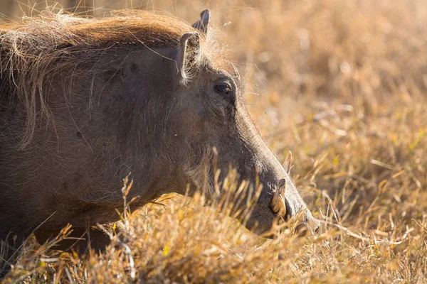 Wart hog walk in sunset — Stock Photo, Image