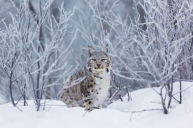 Lynx in the snow clipart