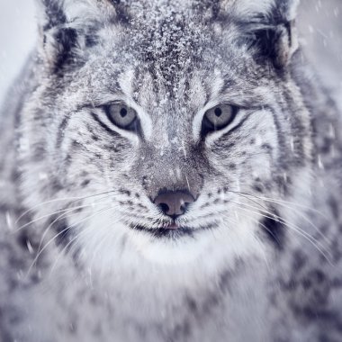 Kameraya bakarak lynx