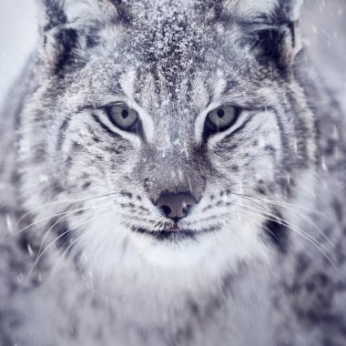 Lynx looking into camera clipart