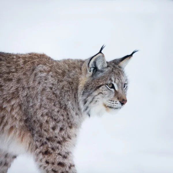 Lynx karda yürüme — Stok fotoğraf