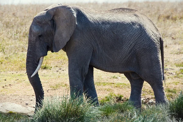 Słoń w serengti — Zdjęcie stockowe