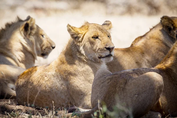 Leones descansando — Foto de Stock