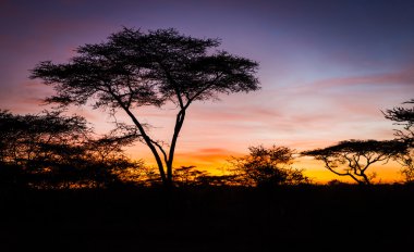 serengeti de güzel gündoğumu