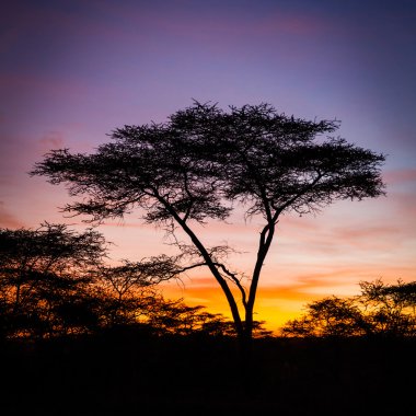 Colorful sunrise in Serengeti clipart