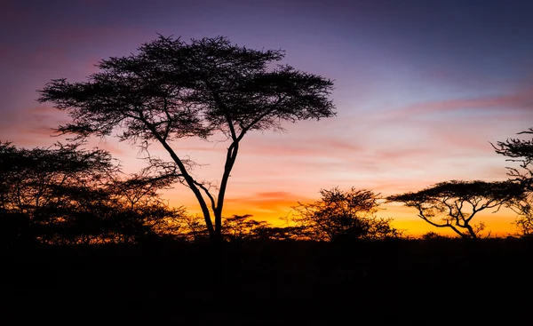 Hermoso amanecer en Serengeti — Foto de Stock