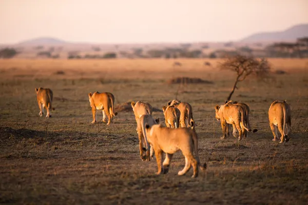 Löwenstolz wandelt in der Serengeti — Stockfoto