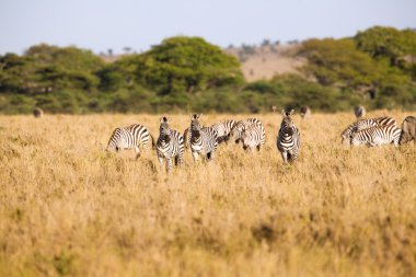 Zebras grazing in Serengeti clipart