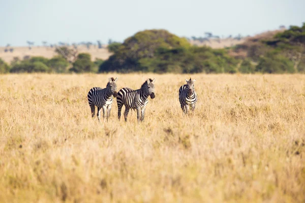 Bete i serengeti zebror — 图库照片