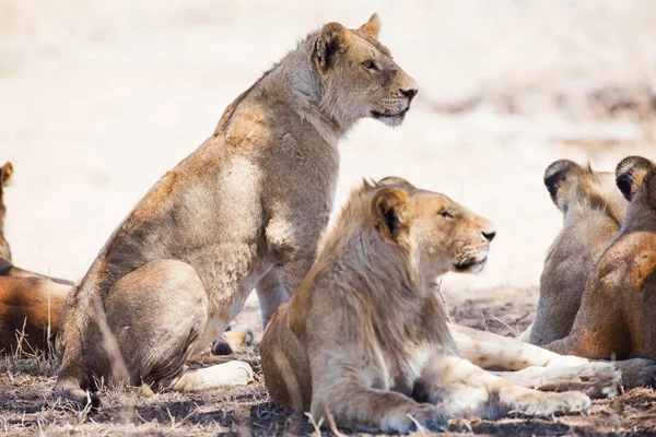 Orgullo de leones descansando — Foto de Stock