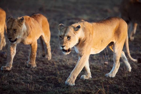 Leões caminhando em Serengeti — Fotografia de Stock