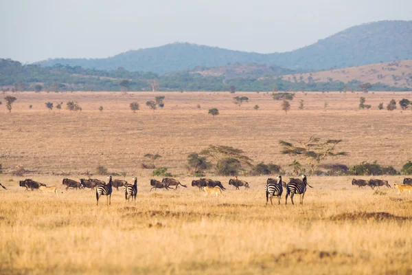 Leones cazando búfalos de capa —  Fotos de Stock