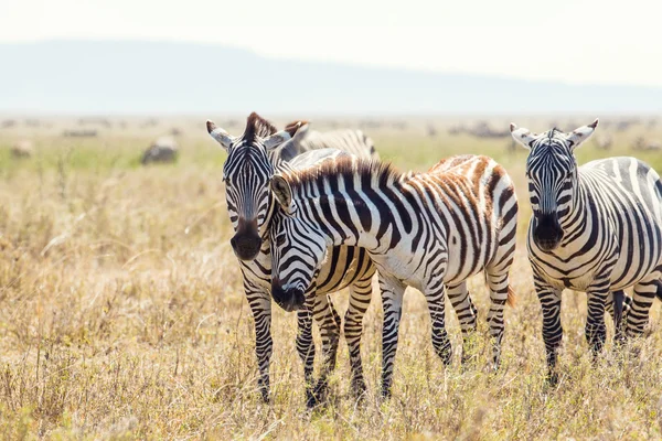 Amigos da zebra em Serengeti Tanzânia — Fotografia de Stock