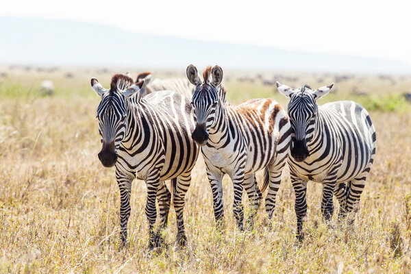 Zebra in the Serengeti National park, Tanzania, Africa.