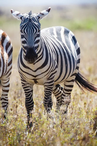 Zebra w serengeti tanzania — Zdjęcie stockowe