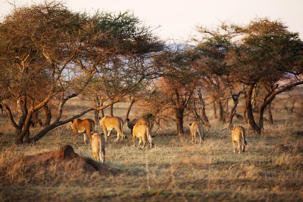 Lion pride in Serengeti — Stock Photo, Image