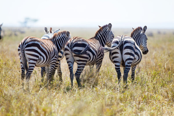 Zebra in the Serengeti National park, Tanzania, Africa.
