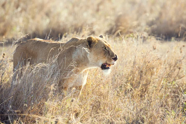 Skadade lion i serengeti — Stockfoto