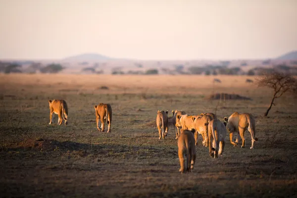 Löwenstolz auf Serengeti — Stockfoto