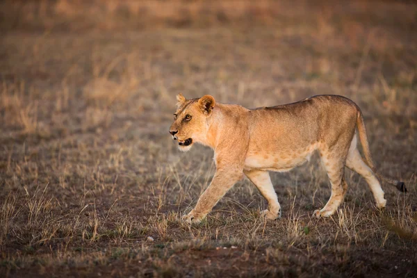 Serengeti yürüyen dişi aslan — Stok fotoğraf