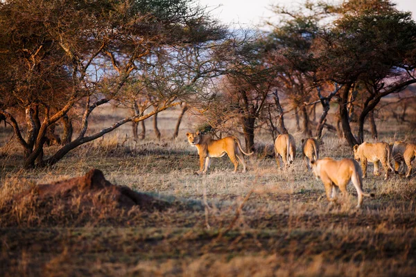Löwin und ihr Stolz auf die Serengeti — Stockfoto
