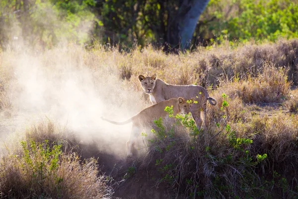 Serengeti oynayan aslan yavrusu — Stok fotoğraf