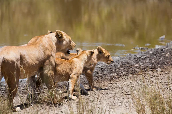 Lion with her two cubs — Stock Photo, Image