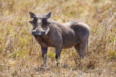 Wart Hog in Serengeti clipart