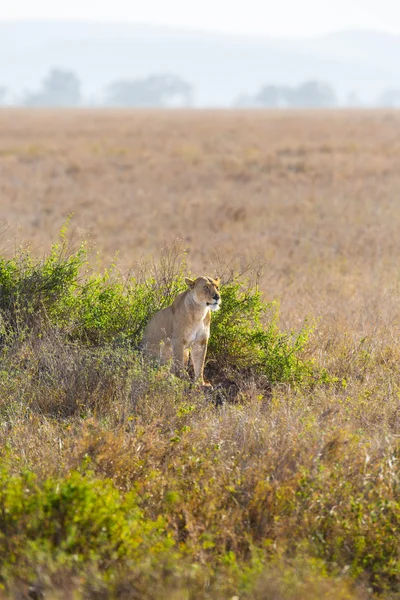 Serengeti 'de dişi aslan. — Stok fotoğraf
