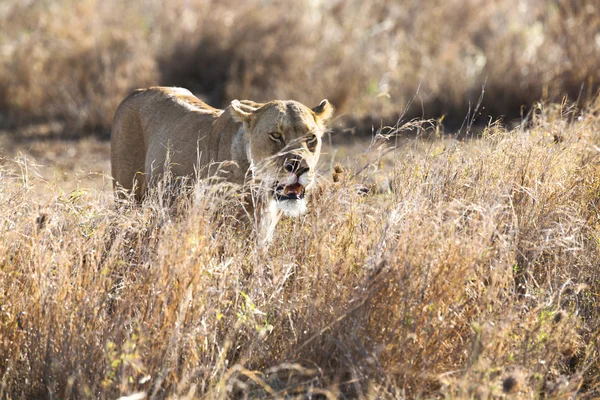 Leeuwin in serengeti — Stockfoto