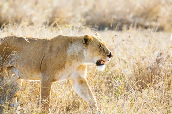 Lion dans le Serengeti — Photo