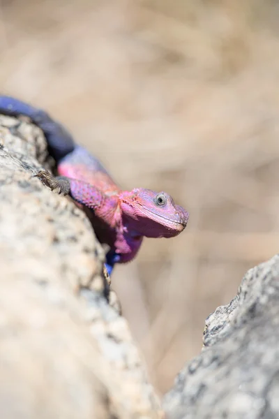 Gecko Afrikassa — kuvapankkivalokuva